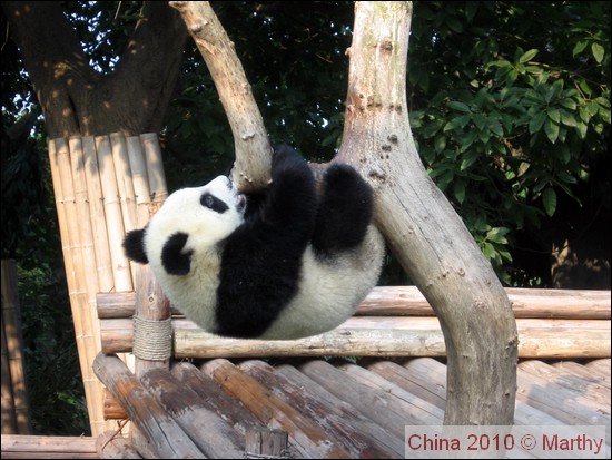 Hangende panda in Chengdu